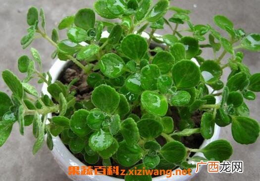 碰碰香怎么养 碰碰香的养殖方法