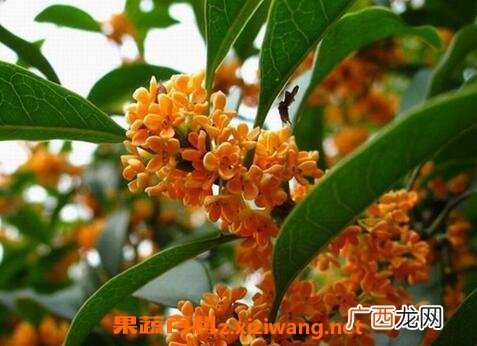桂花的用处有哪些 桂花的作用介绍