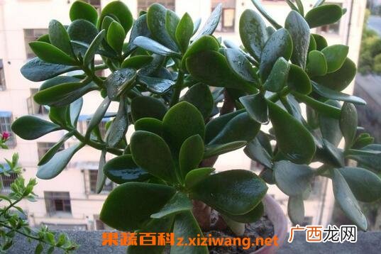 养殖玉树的方法技巧和注意事项