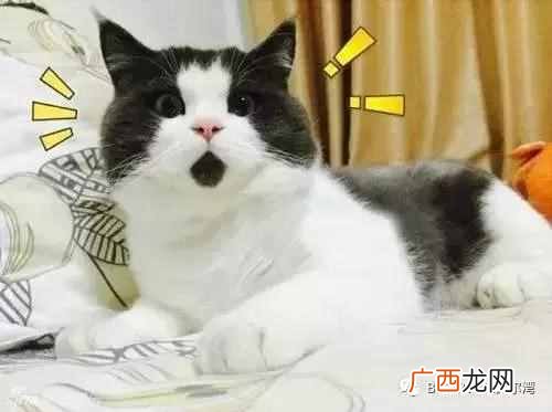gpa是什么意思 gpa是什么单位
