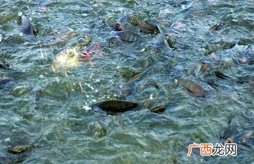 工厂化养殖 工厂化养殖投料标准