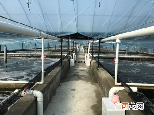 工厂化养殖 工厂化养殖投料标准