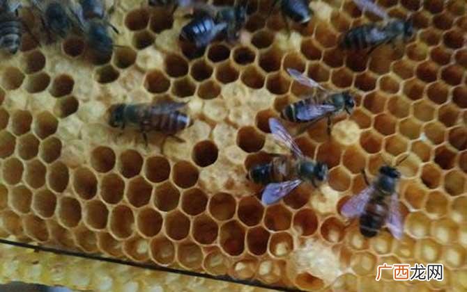 南方中蜂冬季怎样管理 广东养殖中蜂冬季管理