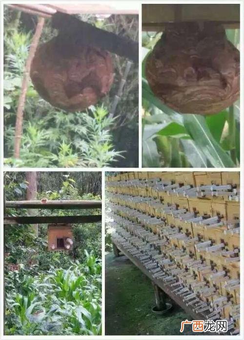 湖北镀塑管养殖大棚建造 广西大棚养殖马蜂技术