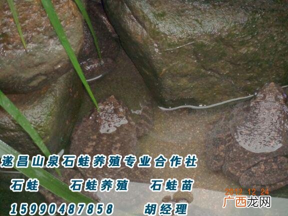 广西柳州黄牛养殖基地 广西柳州石蛙养殖