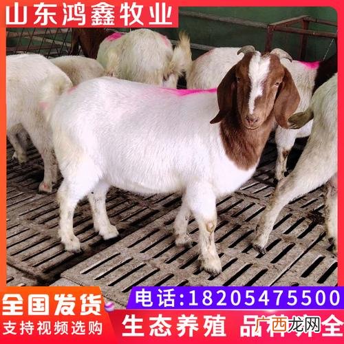 奶羊养殖 规模养殖山羊