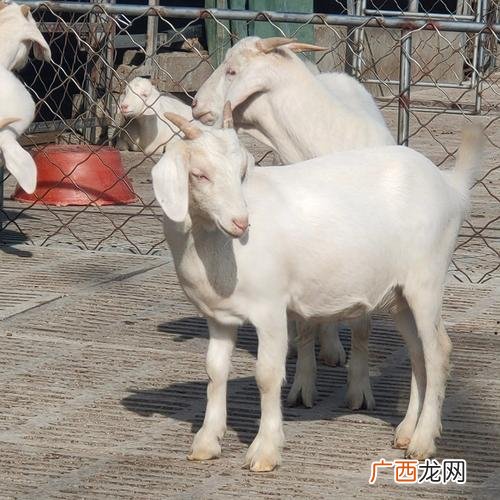 奶羊养殖 规模养殖山羊