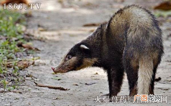 狗獾养殖基地 贵州猪獾养殖基地