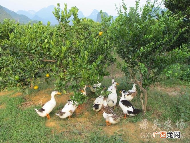 果园养鸭对果树危害 果园养殖鸭