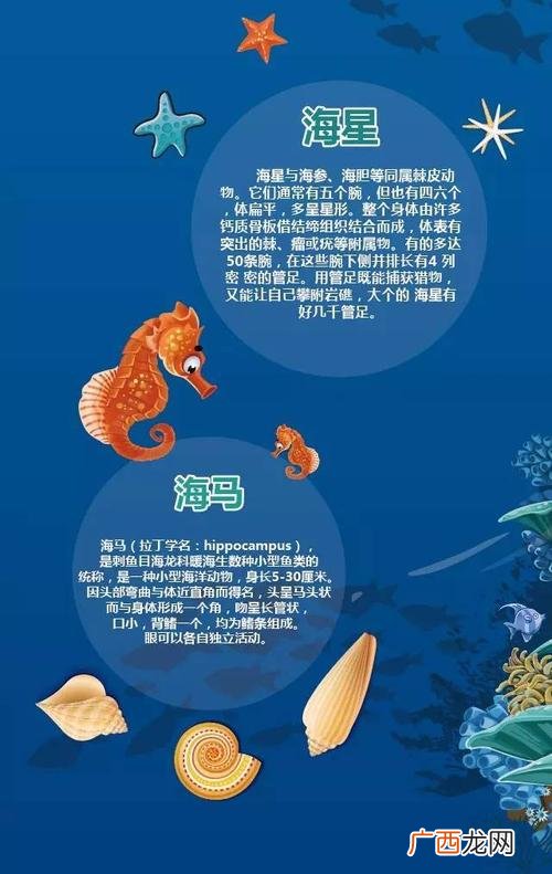 海蛞蝓的繁殖方式 海蛞蝓养殖场