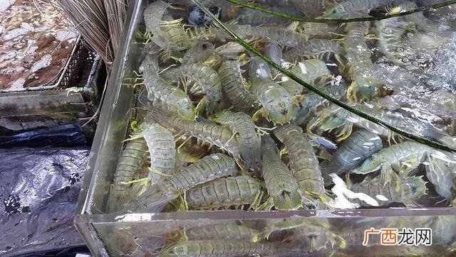 皮皮虾好养吗 海水暂时养殖皮皮虾