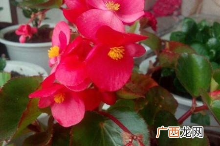 盆栽海棠花有几种 海棠花的栽培和养殖