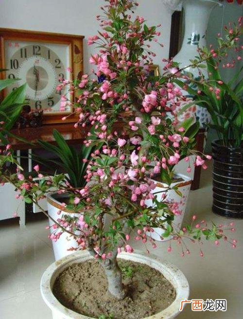 盆栽海棠花有几种 海棠花的栽培和养殖