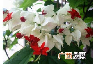 中药九龙吐珠的功效与作用