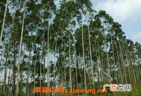 桉树的危害 种植桉树的副作用
