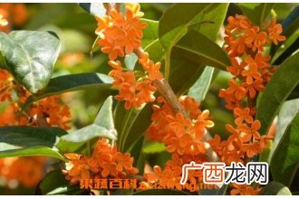 桂花的保健功效与作用