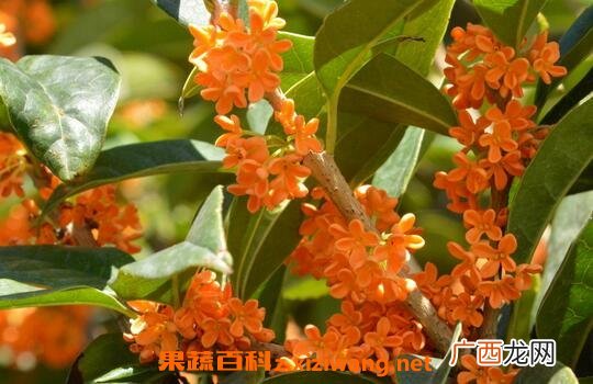 桂花的保健功效与作用