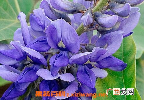 葛花能解酒吗 葛花的功效与作用