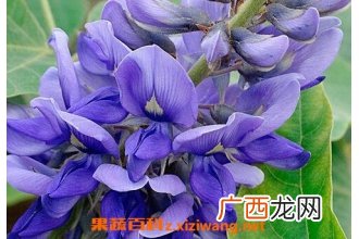 葛花能解酒吗 葛花的功效与作用