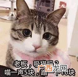 奶茶图片实拍 奶茶狗 图片