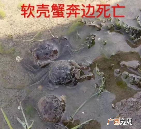 稻田养蟹一亩地放多少蟹苗好 河蟹如何养殖