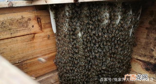 胡蜂养殖技术全套书 胡蜂养殖书