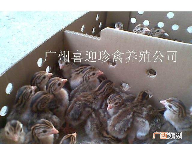 湖北京山混混有哪些 湖北京山山鸡养殖