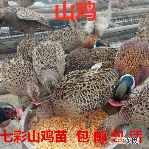 湖北京山混混有哪些 湖北京山山鸡养殖