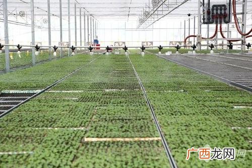 家禽养殖网 湖北农业养殖合作社