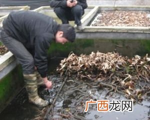 黄鳝的养殖方法黄鳝要怎么养 黄鳝怎样养殖