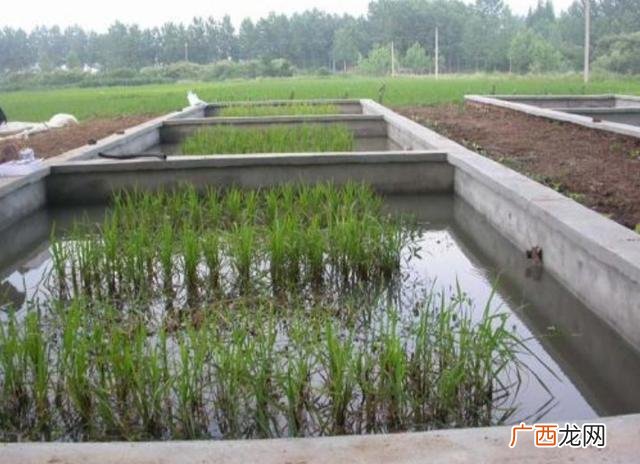 黄鳝的养殖方法黄鳝要怎么养 黄鳝怎样养殖