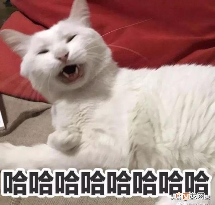 和男生聊天幽默俏皮话，尝试跟男朋友很有礼貌的聊天