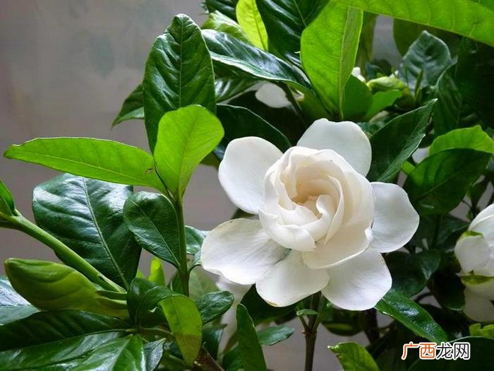 暧昧对象送什么花，3种充满爱意的花送对象