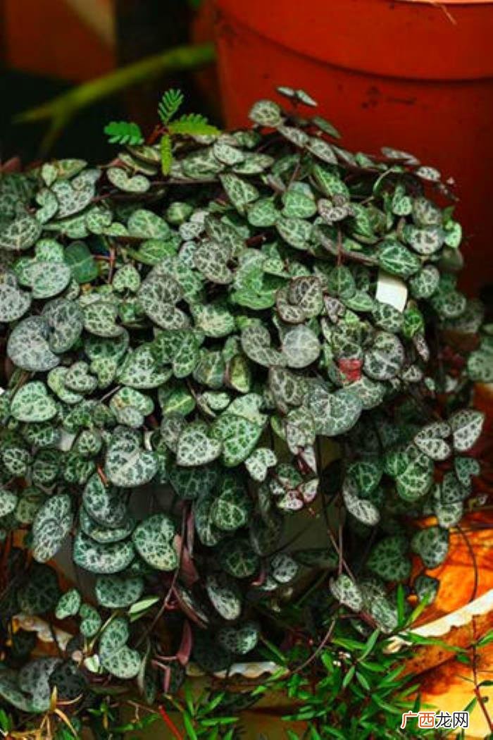 暧昧对象送什么花，3种充满爱意的花送对象