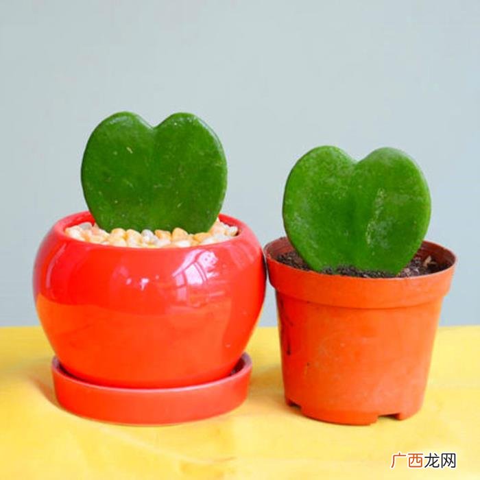 暧昧对象送什么花，3种充满爱意的花送对象