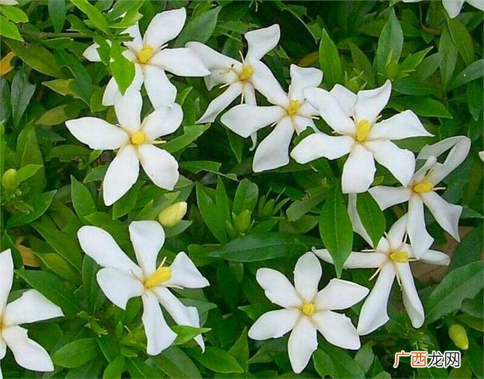 暧昧对象送什么花，3种充满爱意的花送对象
