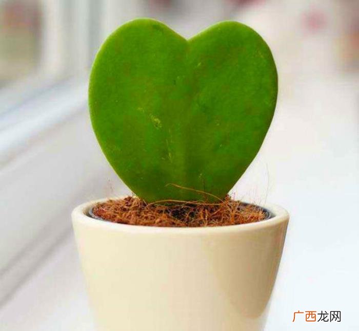 暧昧对象送什么花，3种充满爱意的花送对象