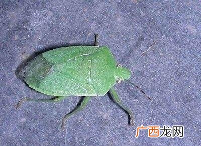 九香虫图片 功效 九香虫的人工养殖