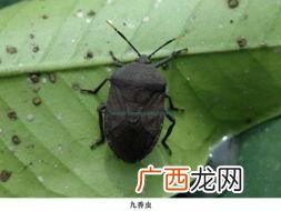 九香虫的别名 九香虫人工养殖视频
