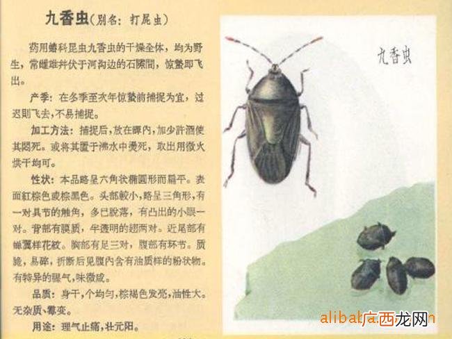 九香虫的别名 九香虫人工养殖视频