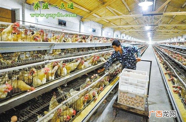养殖黑鸡视频 科技苑鸡养殖视频