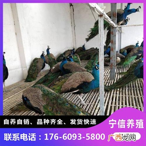 科技苑最新养鸽子视频 科技苑养殖蓝孔雀视频