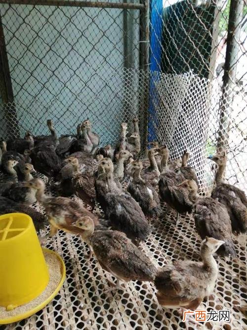 孔雀养殖有前景吗 孔雀养殖致富经视频