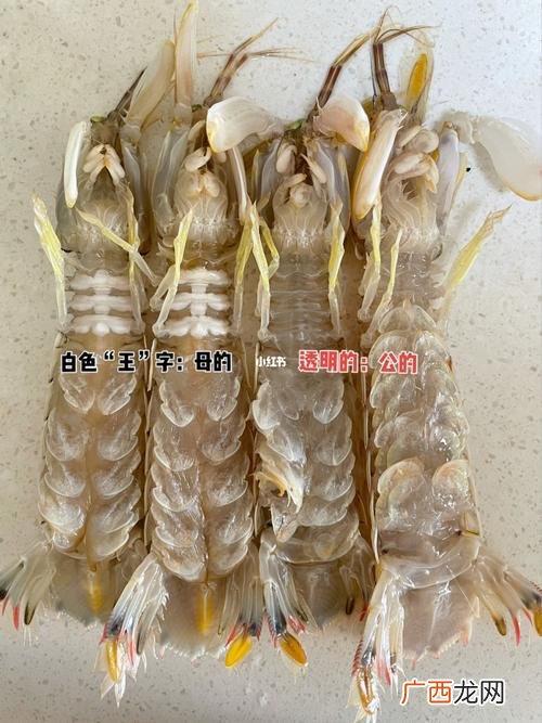 濑尿虾什么时候肉多 濑尿虾人工养殖