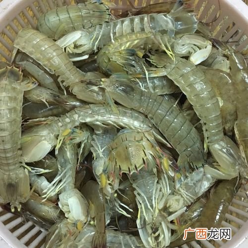 濑尿虾什么时候肉多 濑尿虾人工养殖