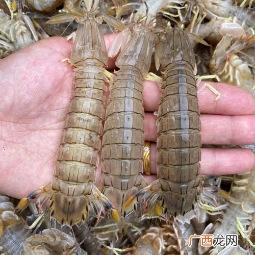 濑尿虾什么时候肉多 濑尿虾人工养殖