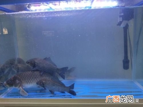 养冷水鱼知识 流水冷水鱼养殖视频