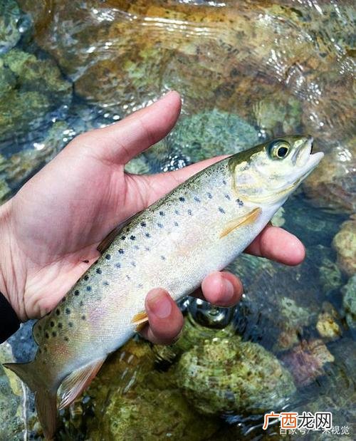 养冷水鱼知识 流水冷水鱼养殖视频