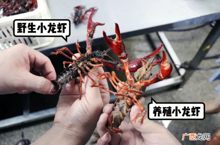 龙虾养殖条件 龙虾虾养殖