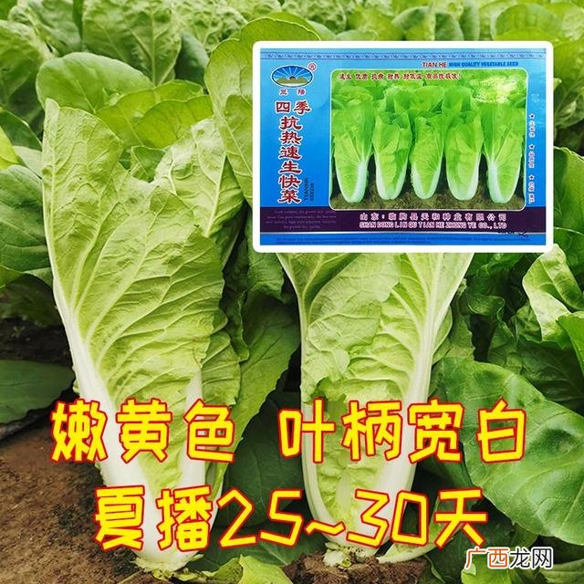 七月种植什么农作物,广东主要种植什么农作物